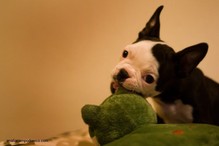 criador bulldog frances (c) analiacampodonico criador bulldog frances
