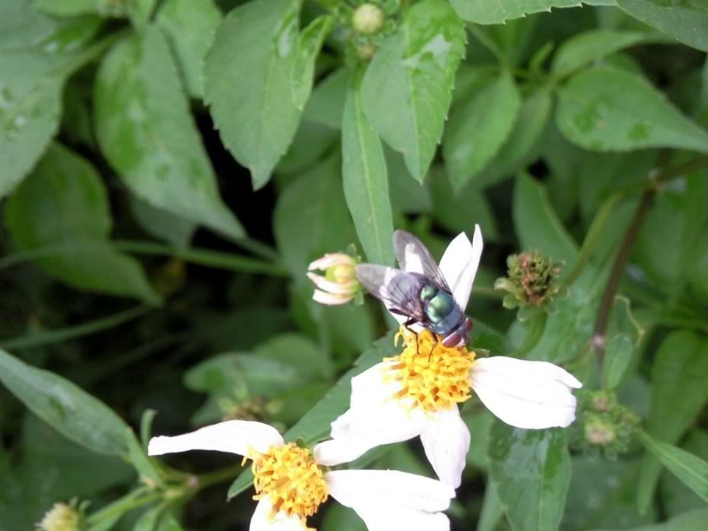 topic về những hình ảnh chụp bằng điện thoại di động