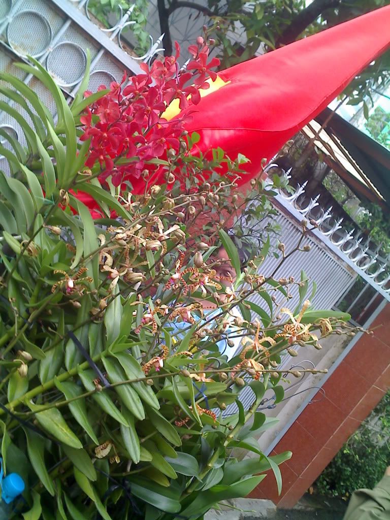 topic về những hình ảnh chụp bằng điện thoại di động - 1