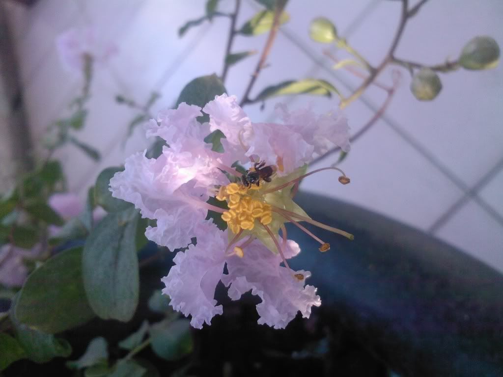 topic về những hình ảnh chụp bằng điện thoại di động - 7