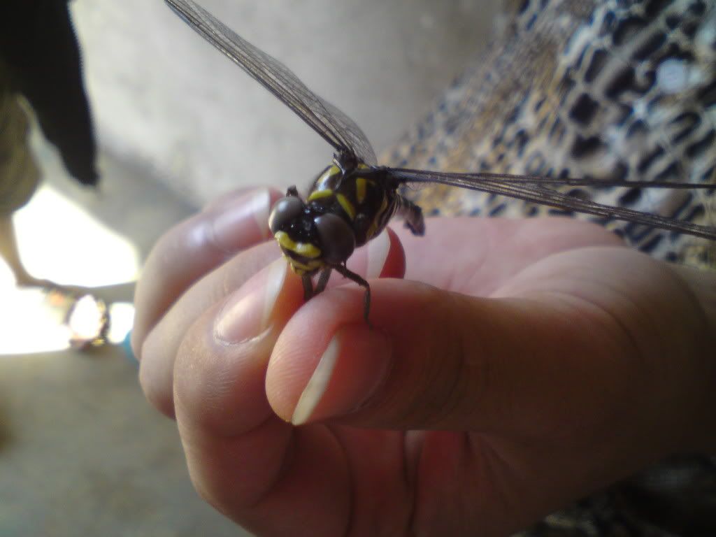 topic về những hình ảnh chụp bằng điện thoại di động - 22