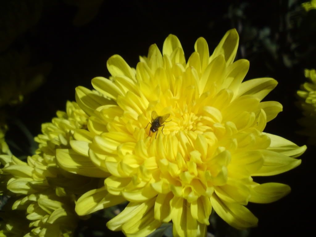 topic về những hình ảnh chụp bằng điện thoại di động - 4