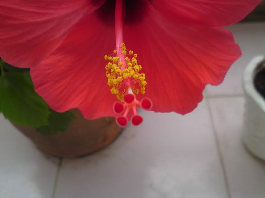 topic về những hình ảnh chụp bằng điện thoại di động - 3