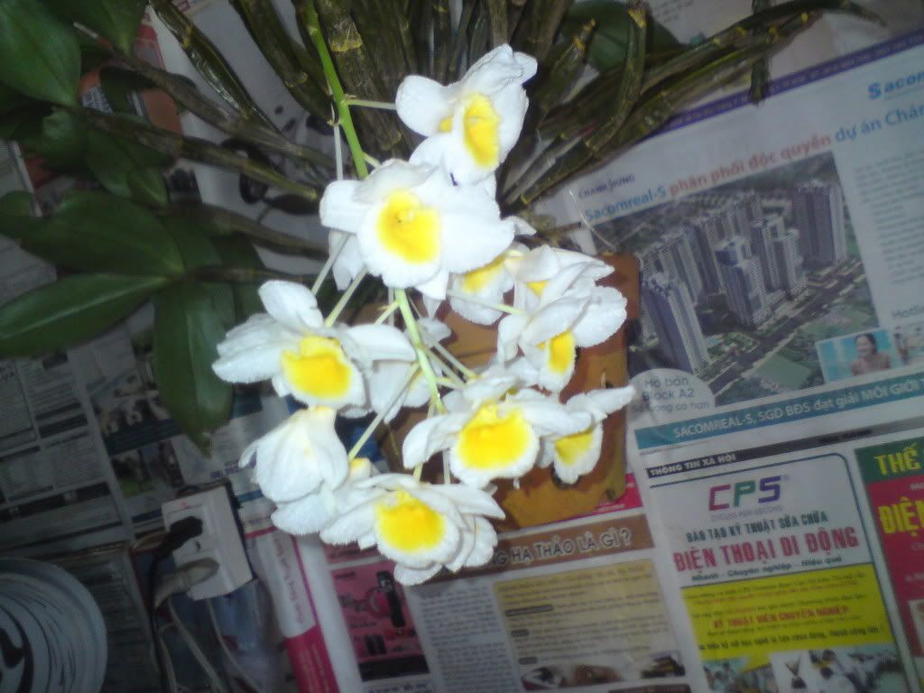 topic về những hình ảnh chụp bằng điện thoại di động - 3