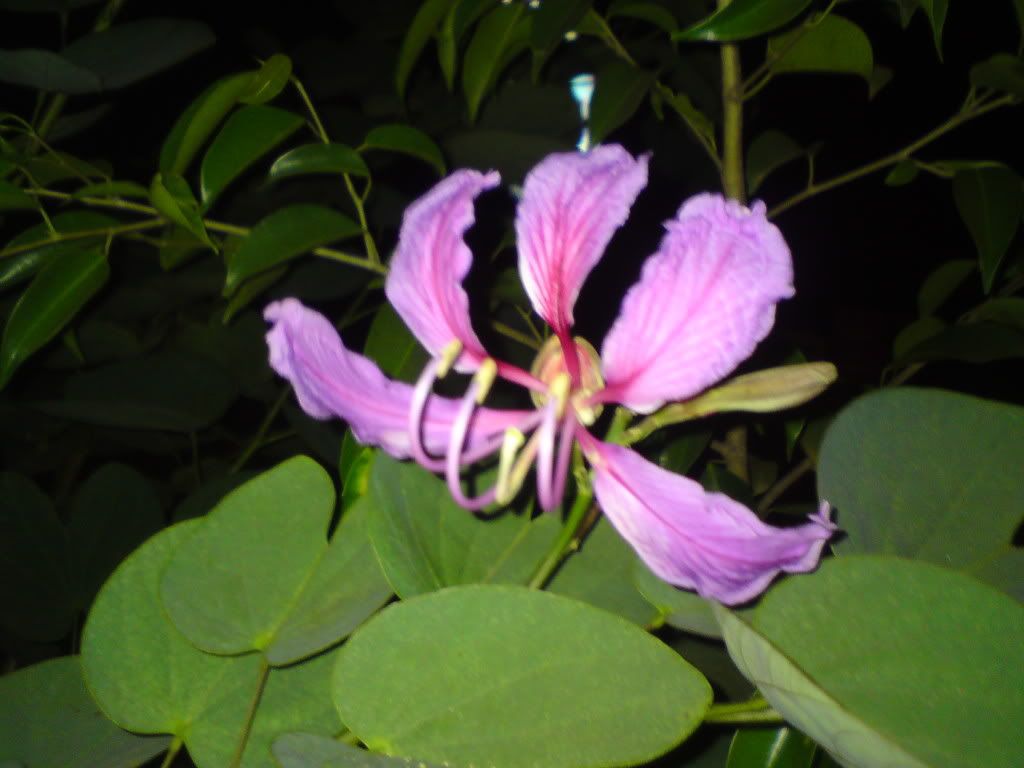 topic về những hình ảnh chụp bằng điện thoại di động - 2