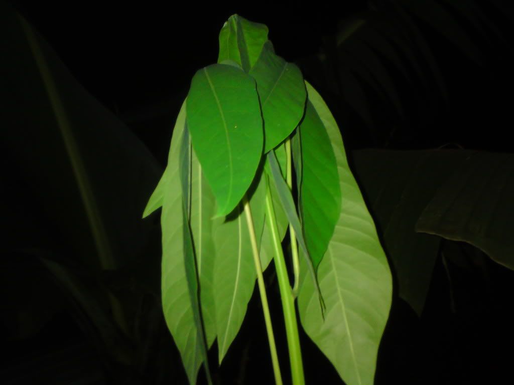 topic về những hình ảnh chụp bằng điện thoại di động - 1