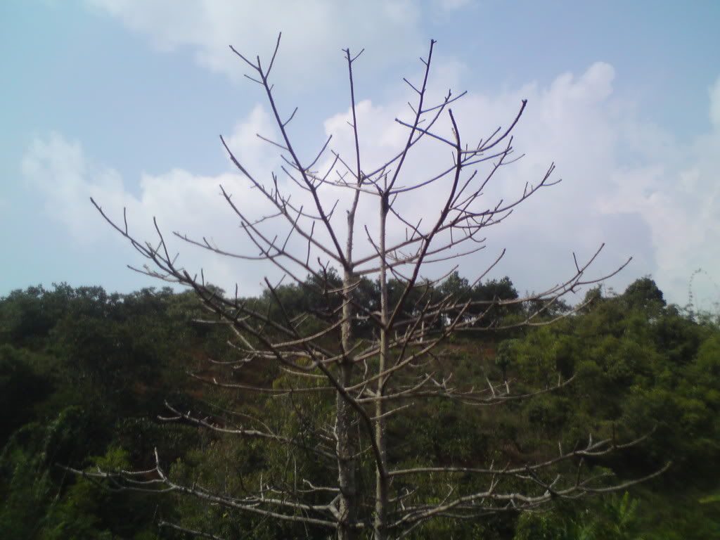 topic về những hình ảnh chụp bằng điện thoại di động - 16