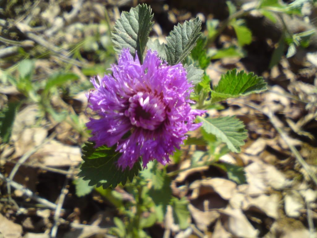 topic về những hình ảnh chụp bằng điện thoại di động - 20