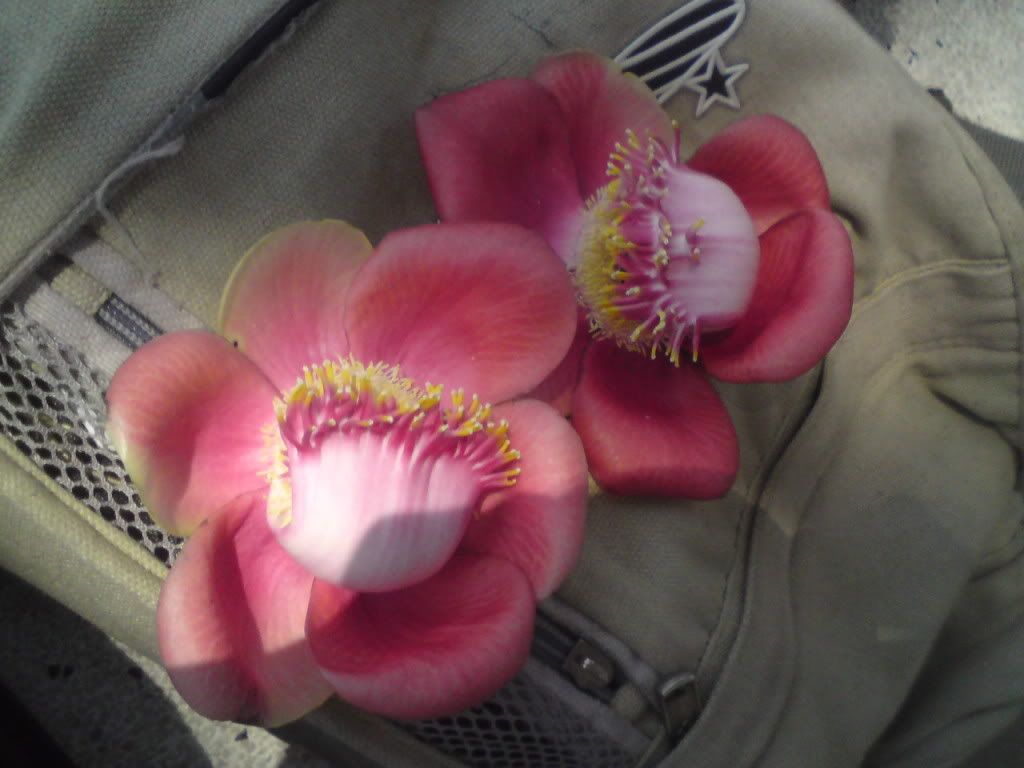 topic về những hình ảnh chụp bằng điện thoại di động - 4