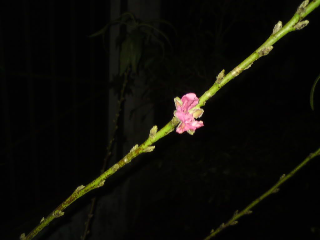 topic về những hình ảnh chụp bằng điện thoại di động