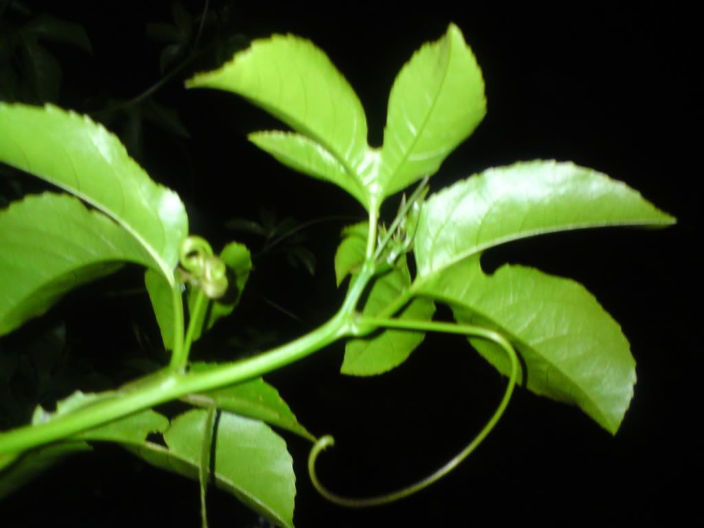 topic về những hình ảnh chụp bằng điện thoại di động - 5