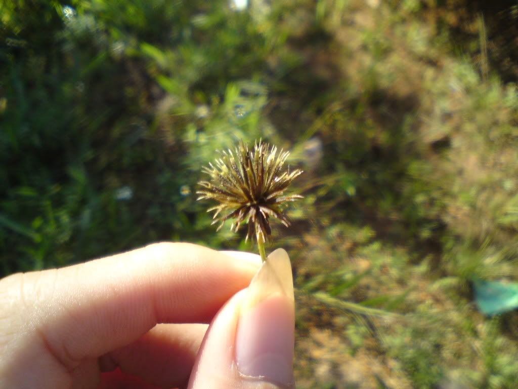 topic về những hình ảnh chụp bằng điện thoại di động - 17