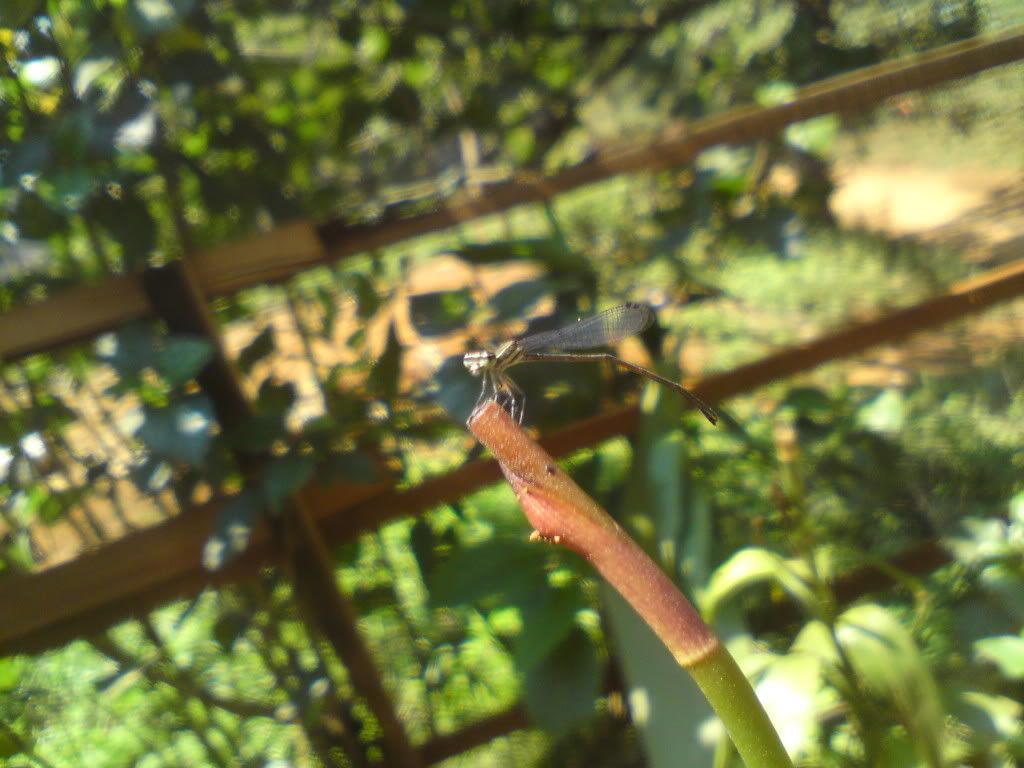 topic về những hình ảnh chụp bằng điện thoại di động - 3