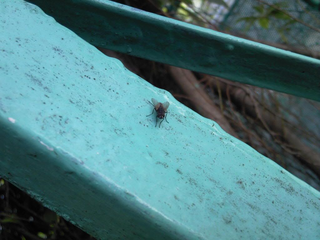 topic về những hình ảnh chụp bằng điện thoại di động - 1