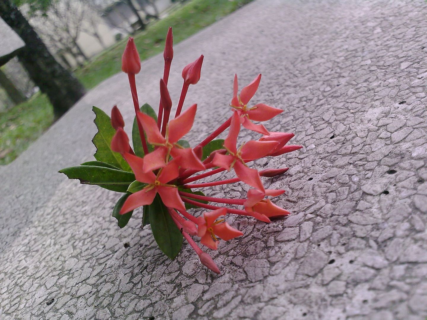 topic về những hình ảnh chụp bằng điện thoại di động