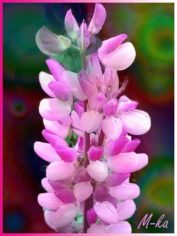  photo nr50_zps6ec23346.jpg