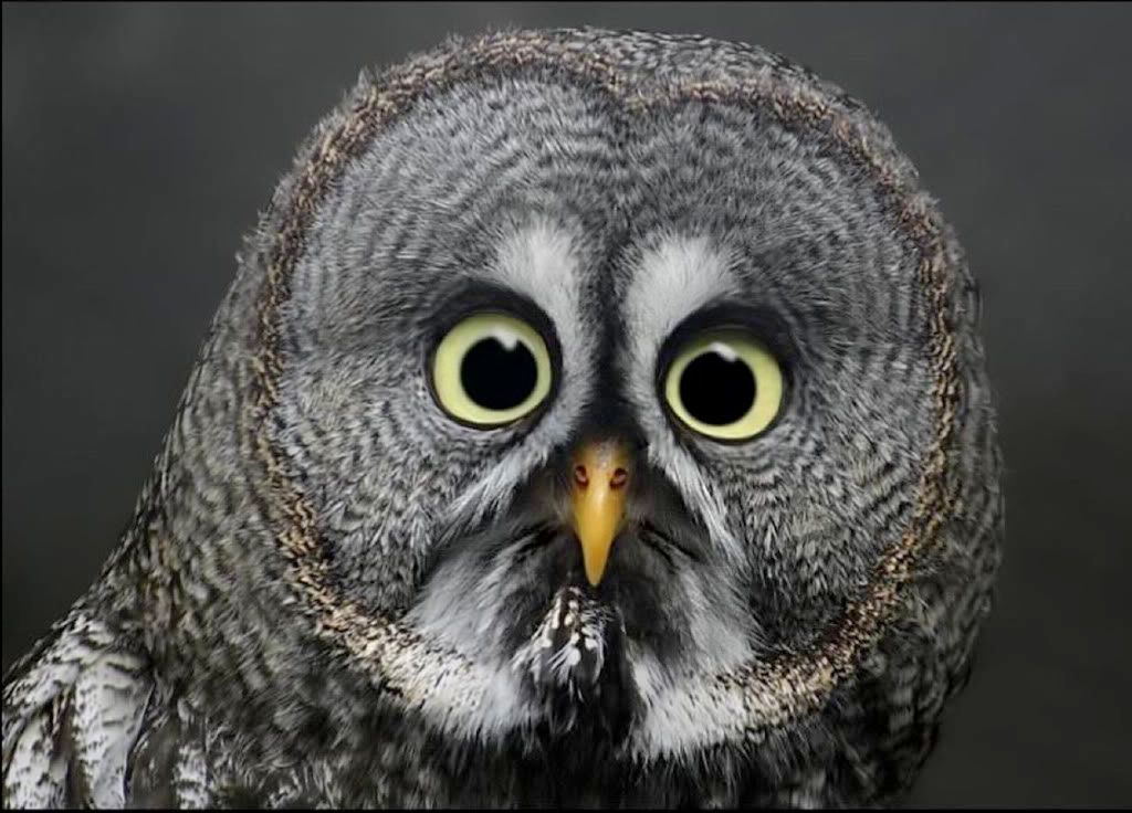 Owl Eyed