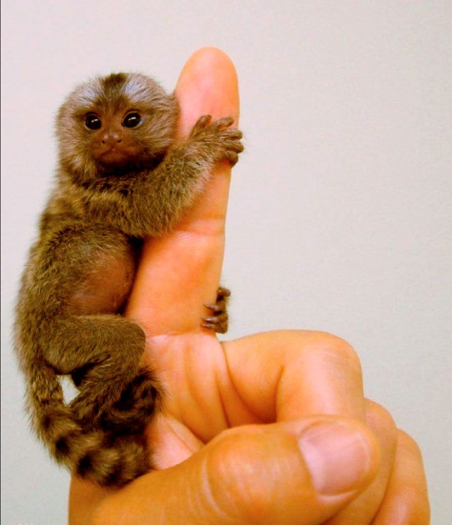 Finger Monkey Prices