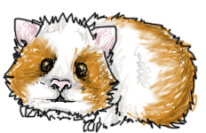 guineapig.png