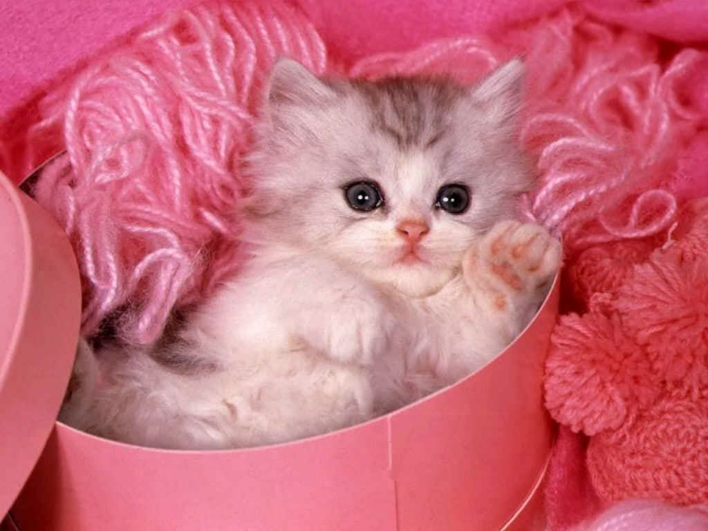 Kitten_Pink.jpg