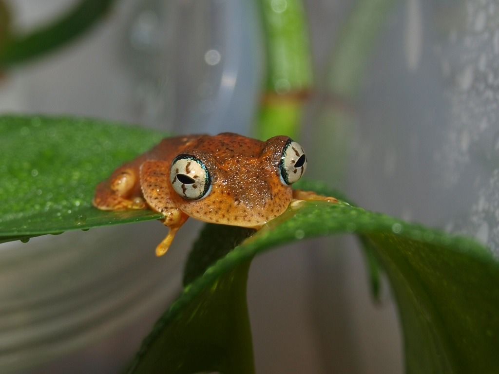 Boophis Pyrrhus Dendroboard