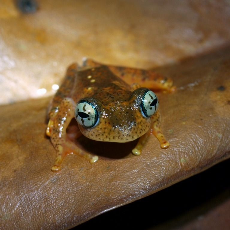Boophis Pyrrhus Dendroboard