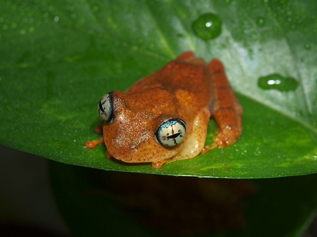 Boophis Pyrrhus Dendroboard