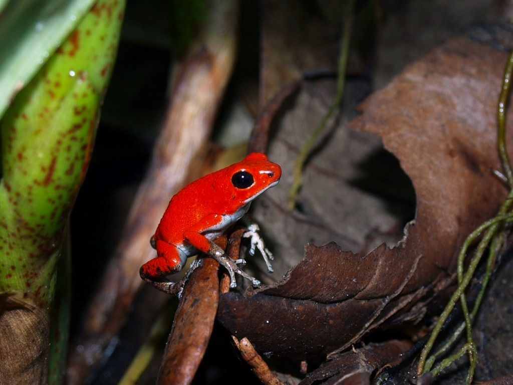 Risultati immagini per oophaga pumilio salt creek