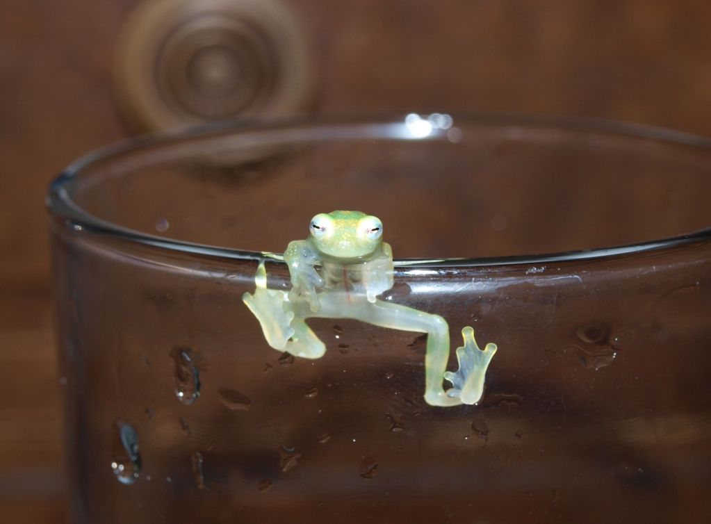 Glass Frog photo by �stemcellular� on