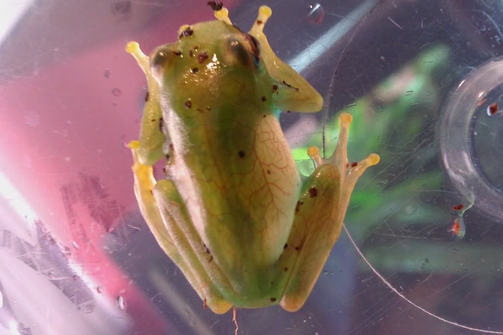 Boophis ankaratra Dendroboard