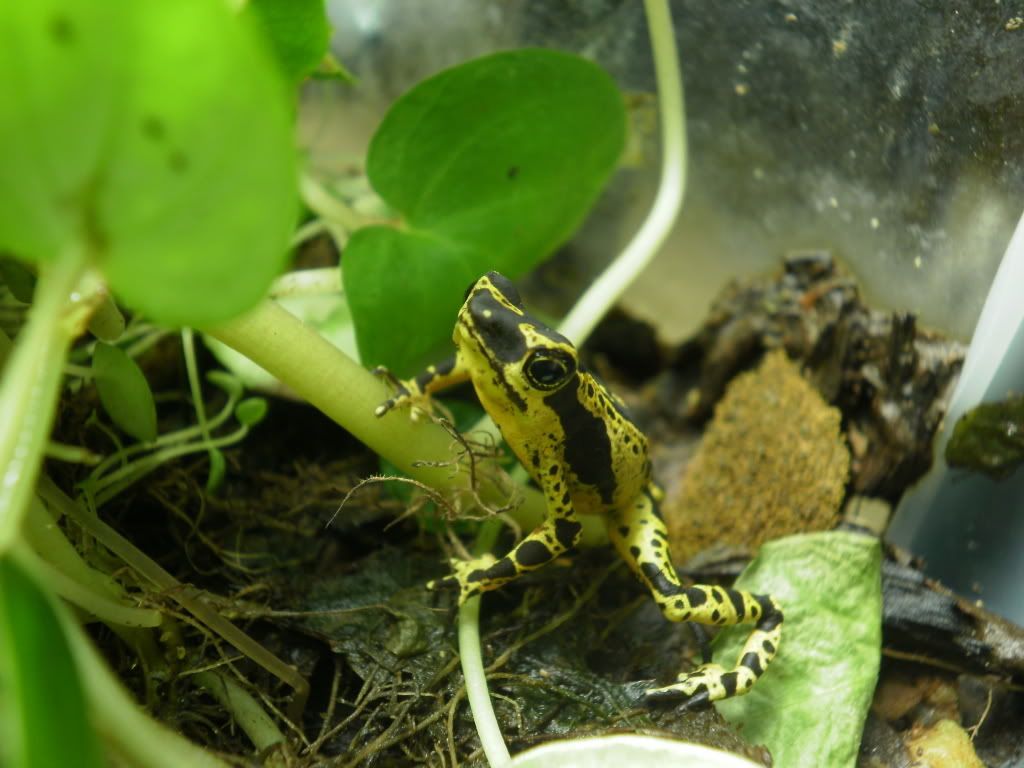 Atelopus spumarius hoogmoedi Dendroboard