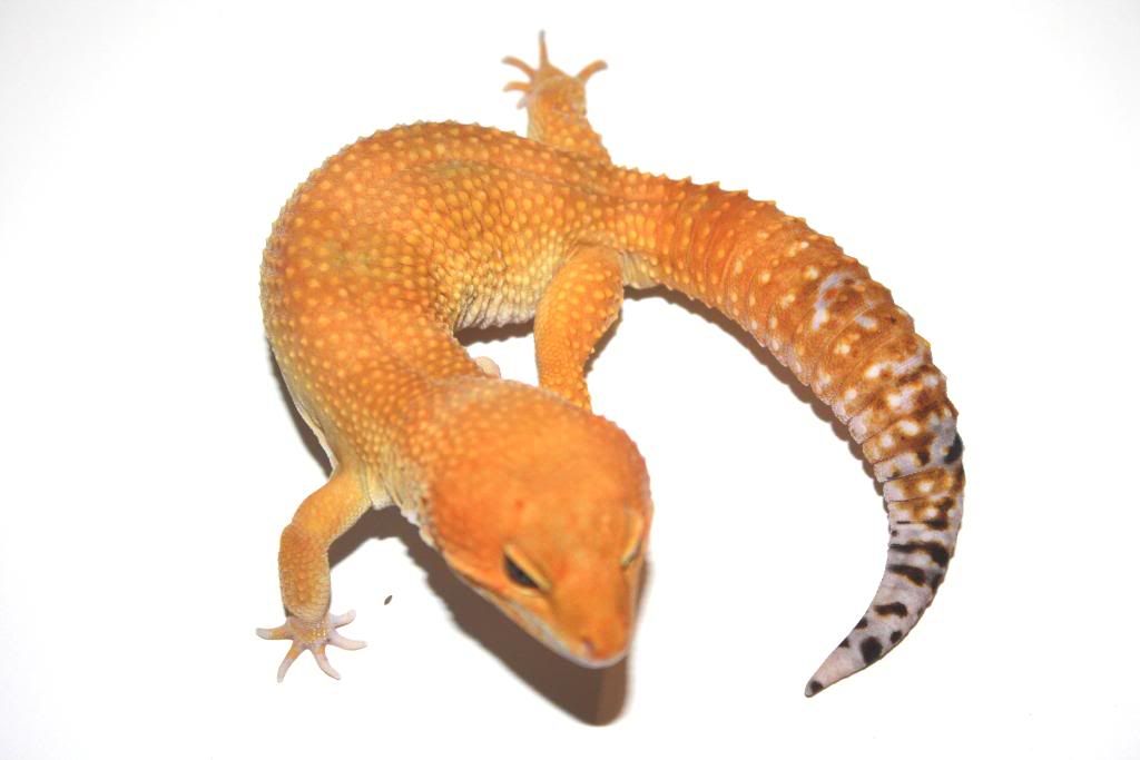 Geckos055-1.jpg