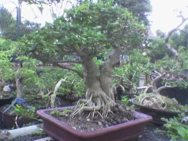 jual bonsai