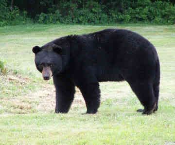 black-bear-returning.jpg bear. image by teahnacole_