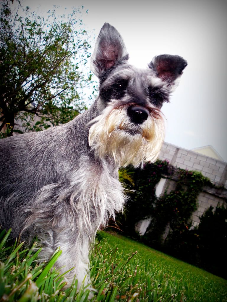 DSC01638-vertical.jpg Dog schnauzer puppy image by anita770