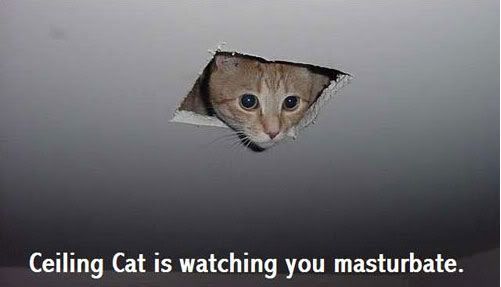 http://i699.photobucket.com/albums/vv357/gamertag78789/ceiling-cat-is-watching-you-masturb.jpg