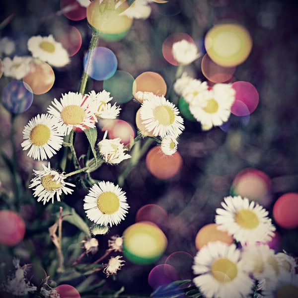 Flowers_need_bokeh_by_fhrankee.jpg