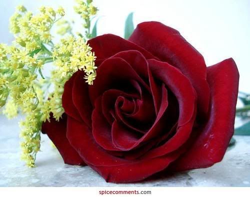red flower with white garness Pictures, Images and Photos