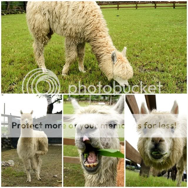 花莲木瓜溪亲亲草泥马之旅