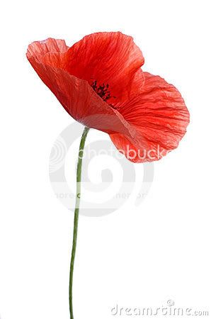 Poppy Flower Animated Gifs | Photobucket