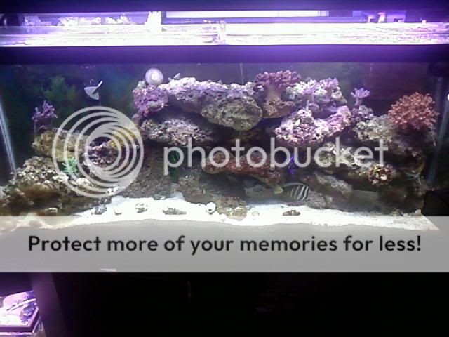 55 gallon reefs and fowlr pictures please! - Reef Central Online Community