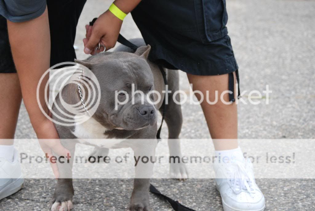 dogshowCT056.jpg